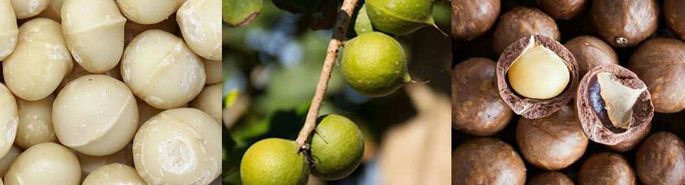 Équipement de tri de noix de macadamia