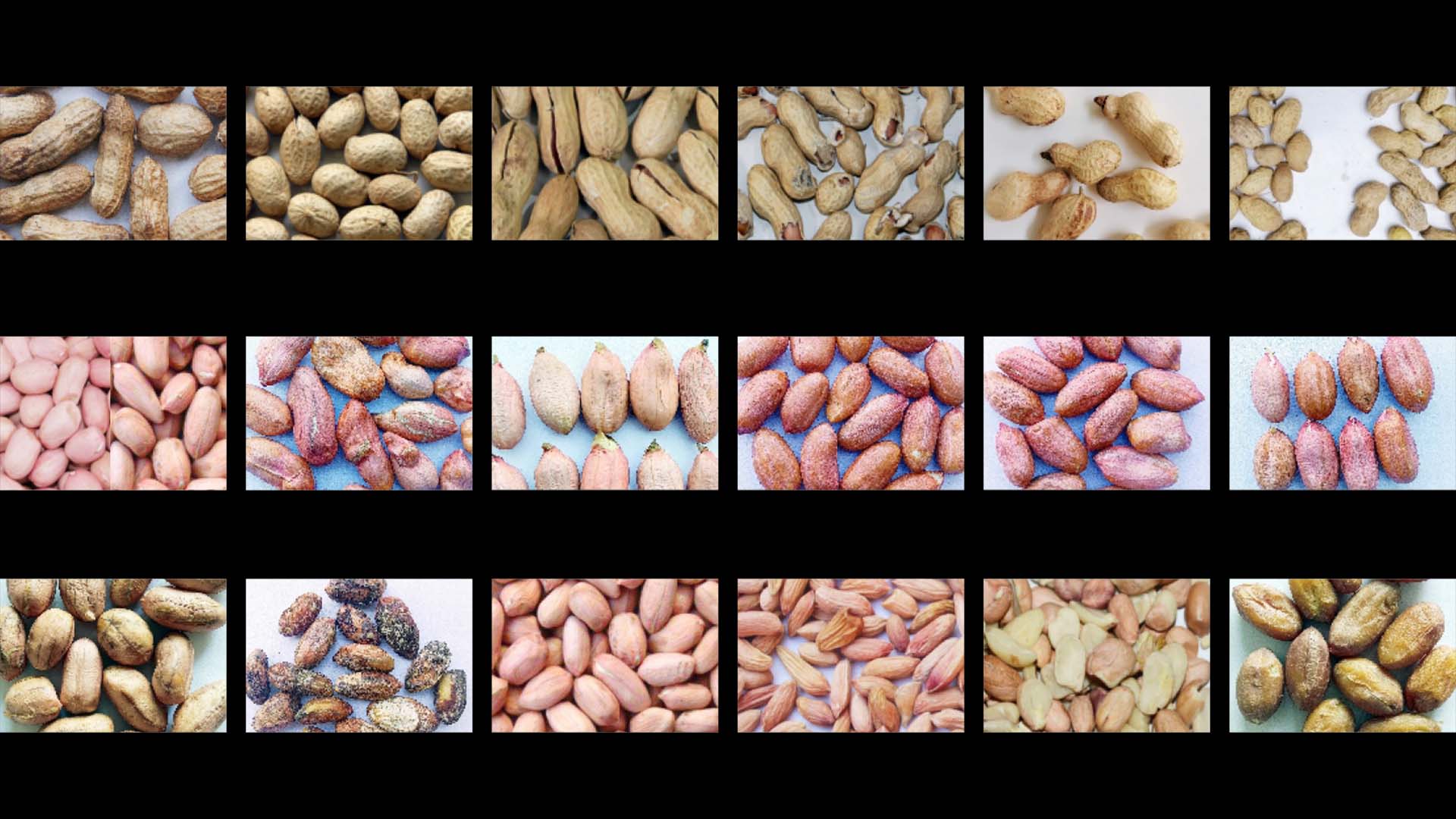 Trieur de couleurs AMD Peanut